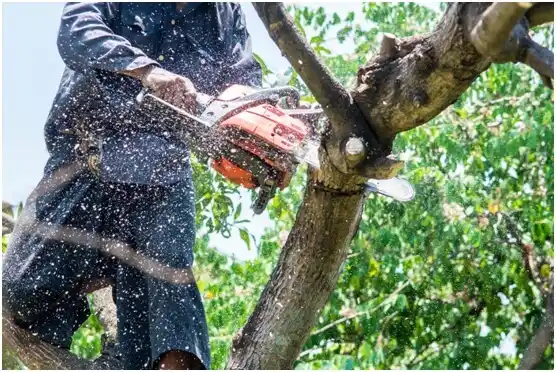 tree services Myrtle Point